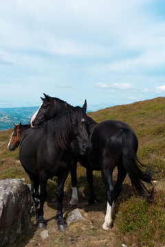 Horses in Wales, United Kingdom