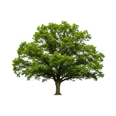Fototapeta premium Isolated Green Oak Tree with Lush Foliage on White Background.
