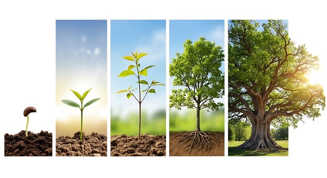 Detailed illustration of a tree's life cycle, showing its growth from a tiny seed to a large, mature tree with strong roots.