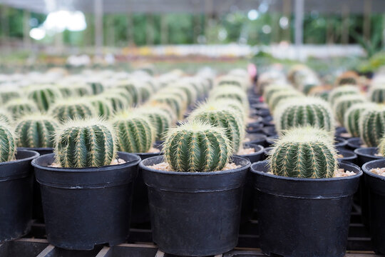 Rows of small cactus in black plastic pots at a plant nursery greenhouse.
