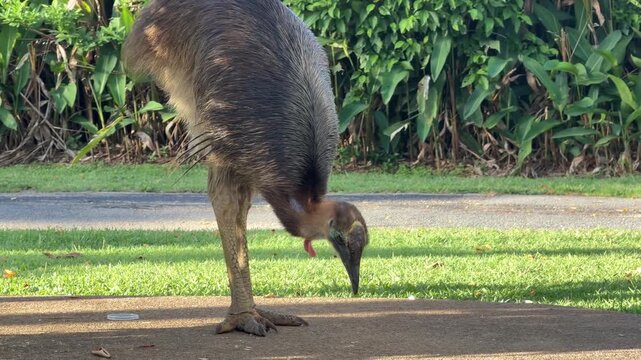 Mission Beach, Queensland, Australia. A juvenile southern cassowary &ndash; Casuarius casuarius &ndash; searches for food scraps left by campers, pecking the ground in a tropical campsite near the rainforest.