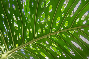 Exotic tropical Monstera palm leaves. Green leaves of monstera palm or split-leaf philodendron. © Dead Tree World