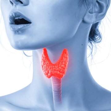 A woman's neck with highlighted thyroid gland