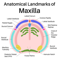 Anatomical Landmarks of Maxilla. © achiichiii