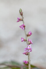 Wawrzynek wilczełyko kwitnący wczesną wiosną, różowe kwiaty na gałązce, dzika roślina leśna i delikatne tło. © Henryk Guziak