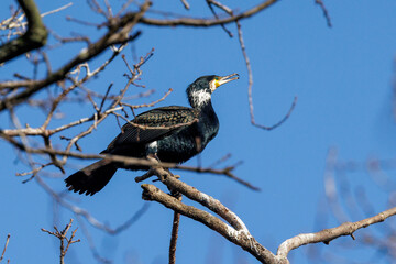 Kormoran (Phalacrocorax carbo) © Rolf Müller