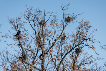 Kormoran (Phalacrocorax carbo) © Rolf Müller