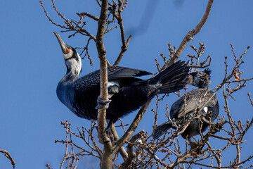 Kormoran (Phalacrocorax carbo) © Rolf Müller