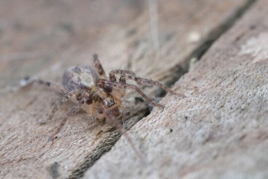 Closeup on a Buzzing spider, Anyphaena accentuata sitting on wood in the garden