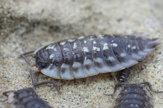 Close-up of a segmented shiny woodlouse Oniscus asellus  with unique markings on a sandy surface, detailed macro view