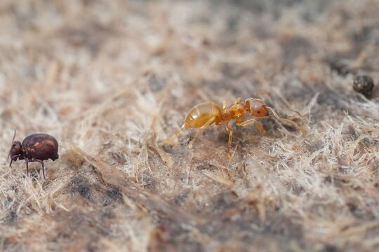 Macro View of Small Insects: an orange yellow meadow ant Lasius flavus and dark springtail on a Rough Textured Surface