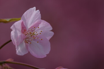 鮮やかなピンク色に咲く