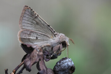 Closeup on the European Hebrew Character owlet moth, Orthosia gothica siting on a twig in the garden © Henk