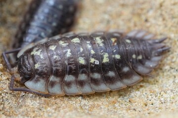 Closeup on the common shiny woodlouse, Oniscus asellus on a piece of wood