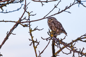 Steinkauz (Athene noctua)