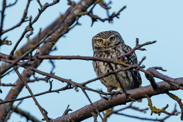 Obraz premium Steinkauz (Athene noctua)