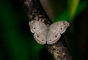 Fototapeta premium Junonia atlites