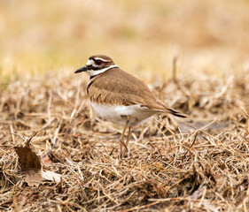 Killdeer (Charadrius vociferus) Close Up In Grass Field