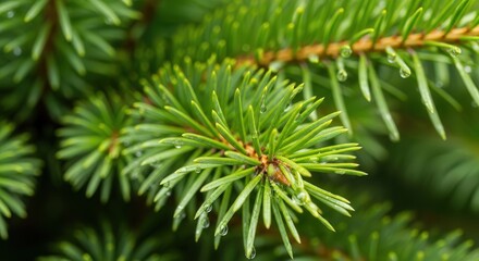 Close-up of Fresh Green Pine Tree Branch with Sharp Needle Leaves