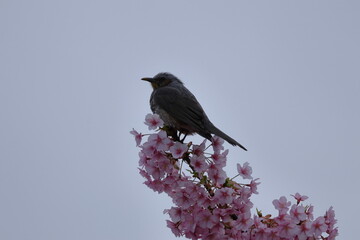 鮮やかなピンク色に咲く