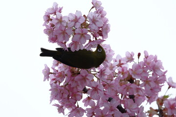 鮮やかなピンク色に咲く