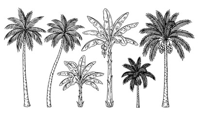 Hand drawn tropical palm tree set with coconut banana and date palms vintage sketch vector illustration © Rimu