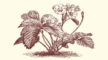 Vintage Botanical Illustration of Strawberry Plant with Flowers and Leaves, Hand-Drawn Sketch in Sepia Tones © bbilfunk