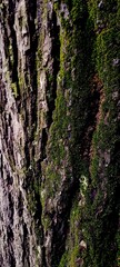 Obraz premium Natural texture of pine tree bark covered in green moss. Vertical shot showing the rough brown surface of an old tree trunk with fresh moss growth in the cracks.
