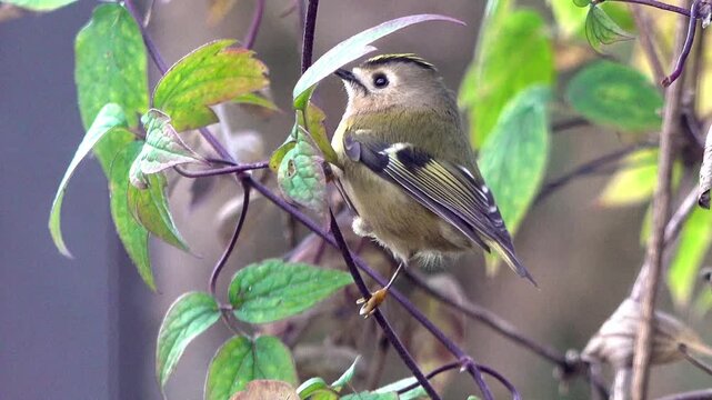 Goldcrest with a bright crest and crown searching for food in a garden, England