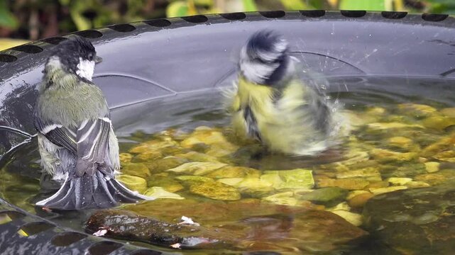 Blue tit bathes in garden bird bath with fluffy wet feathers, England
