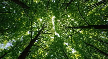 Obraz premium Lush Green Canopy Surrounded by Tall Trees Under Bright Sunlight in a Tranquil Forest