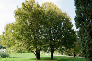 Obraz premium Two majestic beech trees in a garden . Tuscany, Italy