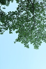 Fototapeta premium 青空に伸びる新緑の枝と爽やかな春の風景 Fresh green leaves reaching into a clear blue sky