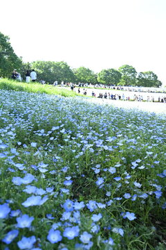 青いネモフィラが咲き広がる昭和記念公園・花の丘の春景色
Spring view of blooming nemophila fields at Showa Kinen Park