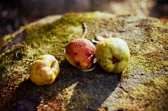 Three fallen quince fruits on a mossy stone in warm natural light