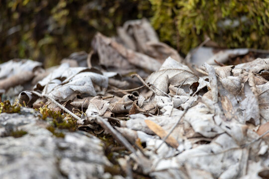 Texture macro de feuillage au sol