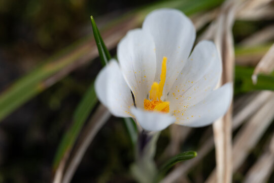 Macro de crocus prises en for&ecirc;t, symbole du printemps 