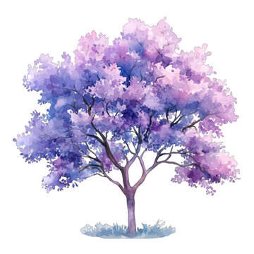 Watercolor blooming jacaranda tree with purple flowers isolated on white