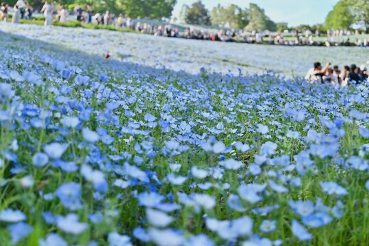 青いネモフィラが咲き広がる昭和記念公園・花の丘の春景色
Spring view of blooming nemophila fields at Showa Kinen Park