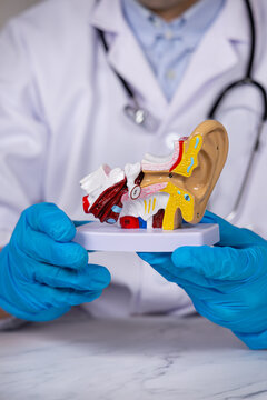 Gros plan sur un orl en train d'expliquer le fonctionnement de l'oreille sur un mod&egrave;le 3D. En arri&egrave;re-plan, il est habill&eacute; d'une blouse m&eacute;dicale. Le format est vertical.