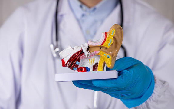Gros plan sur un orl en train d'expliquer le fonctionnement de l'oreille sur un mod&egrave;le 3D. En arri&egrave;re-plan, il est habill&eacute; d'une blouse m&eacute;dicale.