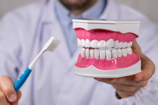 Un dentiste qui montre comment se brosser les dents sur mod&egrave;le 3D de dentier. 