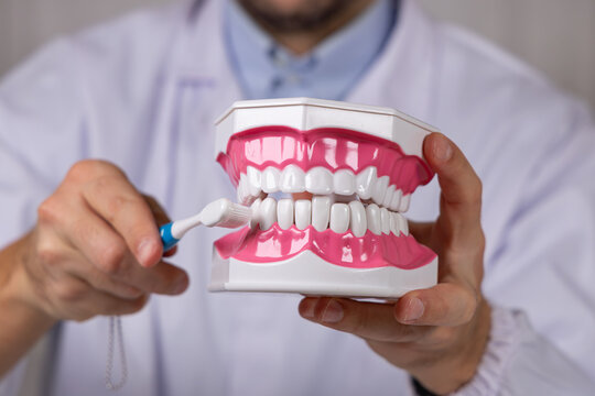 Gros plan sur un dentiste qui montre comment se brosser les dents avec une brosse sur mod&egrave;le 3D de dentier. 