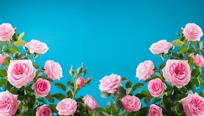 Beautiful Spring Border Blooming Rose Bush On A Blue Background