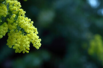 人の心を温かくする存在感