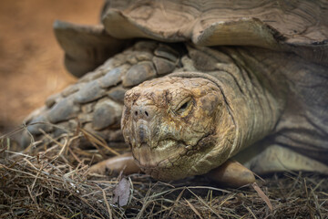 Detailn&iacute; z&aacute;běr na hlavu africk&eacute; želvy ostruhat&eacute; v interi&eacute;ru.