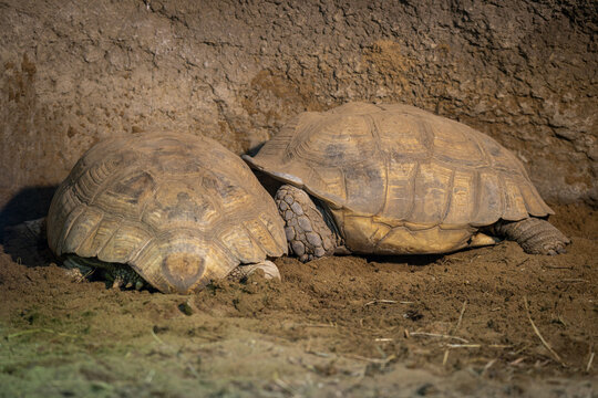 Two African spurred tortoises turned with their backs toward the viewer in an indoor enclosure.
