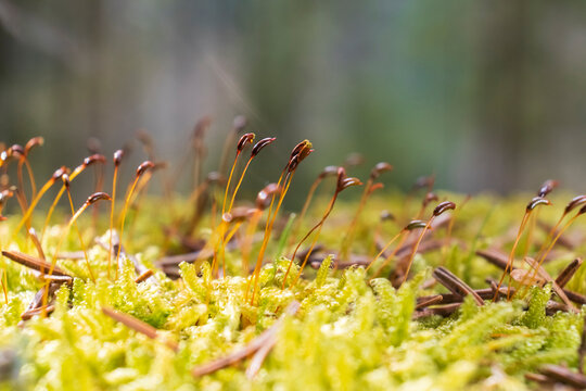 Close-up macro of green forest moss with sporophytes growing on woodland floor, natural ecological background with soft bokeh and copy space.