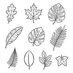 Tropical and Forest Tree Leaves Line Art Vector Set
