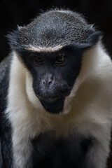 Fototapeta premium Portrait of a Diana monkey in the interior of a zoo.